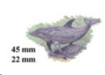 Decal – Bottle-Nosed Dolphin – Delfin – 45 mm