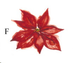 Decal – Poinsettia – 50 x 70 mm