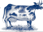 Decal – Cow – Blue – Kuh – 39 x 27 mm