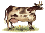 Decal – Cow – Kuh – 41 x 31 mm