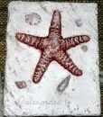 Wandkachel – Starfish – Seestern – 23 x 15 cm – Schrühware
