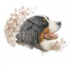 Decal - Hund - Berner Sennenhund - 7,5 cm