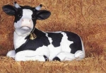 Große liegende Kuh – 33 cm lang – Schrühware