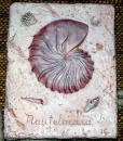 Wandkachel – Muschel – Nautilus – 23 x 15 cm – Schrühware