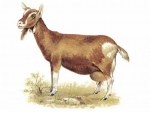 Decal - GOAT 52X50MM