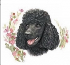 Decal - BLACK POODLE 75MM – Pudel
