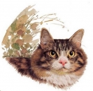 Decal - Katze TABBY Motiv A - 65 mm