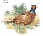 Decal - PHEASANT / Fasan - 75 mm