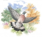 Decal - WOOD PIGEON - 75 mm