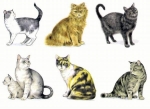 Decal - 6 verschiedene Katzen - je 75 mm