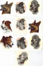 Decal - 9 Hundeköpfe - je 70 mm