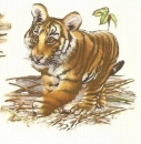 Decal – TIGER 22 x 22mm