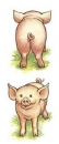 Decal - Piggies - 2er-Satz 50 x 35 mm