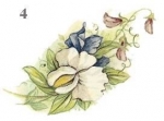 Decal - SEPTEMBER-4 62x31MM
