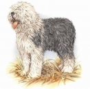 Decal - SHEEPDOG 100MM