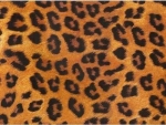 Decal - Leopard CHINTZ