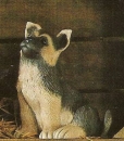 Schäferhund-Welpe – Hund - 21 cm hoch - Schrühware