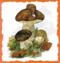 10 Bögen je 17 x 37,5 cm - VLOEI-Dekormotiv 35 - Steinpilze
