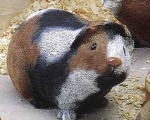 Meerschweinchen - 21 x 13 cm - Schrühware