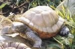 Riesen-Schildkröte – 33 cm lang – Schrühware