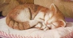 Schlafende Katze - 18 cm lang - Schrühware