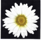 s1646 - White Daisy - black - Servietten - Packung - 20 Stück.