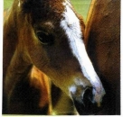 s1750 - Little Horse - Servietten - Packung - 20 Stück