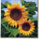 s2401 - Helianthus - Servietten - Packung - 20 Stück