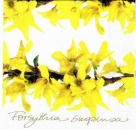 s2717 – Forsythia – Servietten – Packung – 20 Stück