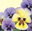 s3396 - Pansies - Servietten - Packung - 20 Stück