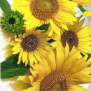 s3465 - Bunch of Sunflowers - Servietten - Packung - 20 Stück
