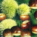 s3920 - Kastanien - Servietten - Packung - 20 Stück