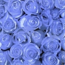 s4022 – Roses – blue – Servietten – Packung – 20 Stück