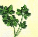 s4245 - Rosmarino - Servietten - Packung - 20 Stück