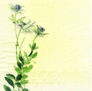 s4x0261 - Simply - Jungfer im grünen - Servietten - Packung - 20 Stück