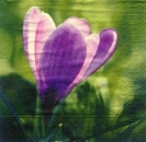 s4x0448 - Sabrina - Servietten - Packung - 20 Stück