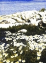 s4x0600 - Kammomill - SCHWEDEN - Servietten - Packung - 20 Stück