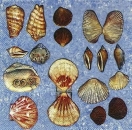 s4x0724 – Muscheln – RARITÄT von MOLCA – Servietten – Packung – 20 Stück