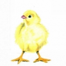 s5301 - Chicky - white - Servietten - Packung - 20 Stück