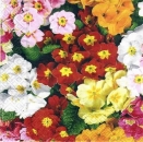s5430 - Primula - Servietten - Packung - 20 Stück