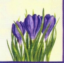 s6684 – Blumen – Krokus – Servietten – 33 x 33 cm - Packung – 20 Stück