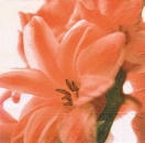 s6828 - Lilie - orange - 40 x 40 cm - Servietten - Packung - 20 Stück