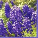 s6853 - Blue Day - Servietten - Packung - 20 Stück