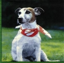 s6978 - Jack Russel - Servietten - 33 x 33 cm - Packung - 20 Stück