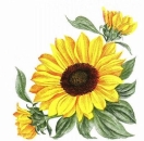s7439 – Sonnenblume – Servietten – 33 x 33 cm - Packung – 20 Stück