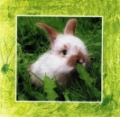 s7453 - Bunny Heaven - Servietten - Packung - 20 Stück