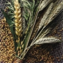 s7887 - Corn - Napkins - Package - 20 pcs.