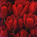 s8068 - Tulpen rot - 40 x 40 cm - Servietten von MIGROS - Packung - 20 Stück