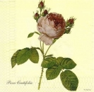 s8070 - Redoute Rose - Australien - Servietten - Packung - 20 Stück