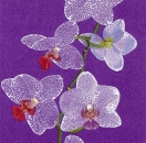 s8219 - Phalaenopsis - lilac - Servietten - Packung - 20 Stück